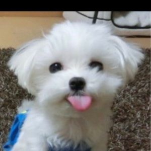 Meet your Posher, Jamil